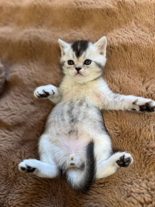 скотиш страйт серебристая шиншилла мальчик