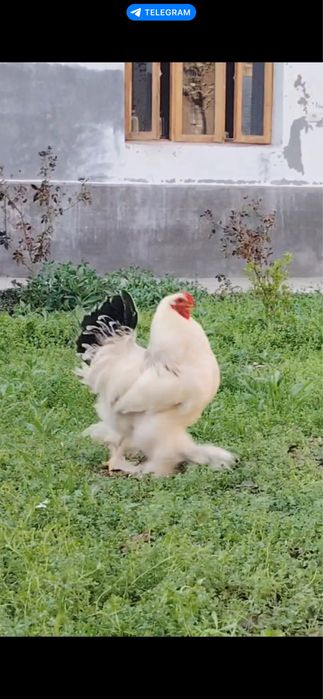 Brama xorozlar 3 dona, yirik, 6-7 oylik, sog‘lom