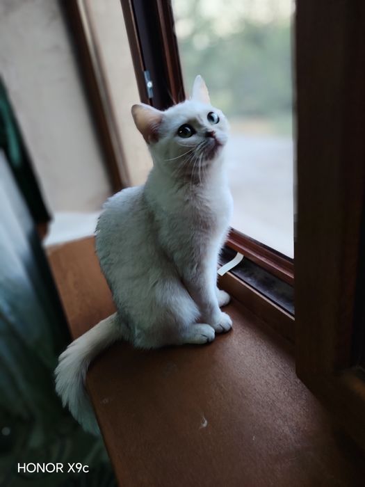 Biritanski shinshilla qiz sotiladi