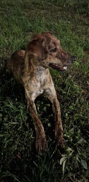 Câine găsit – caută o nouă familie!