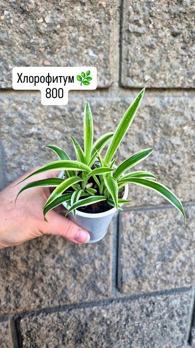 Комнатные растения