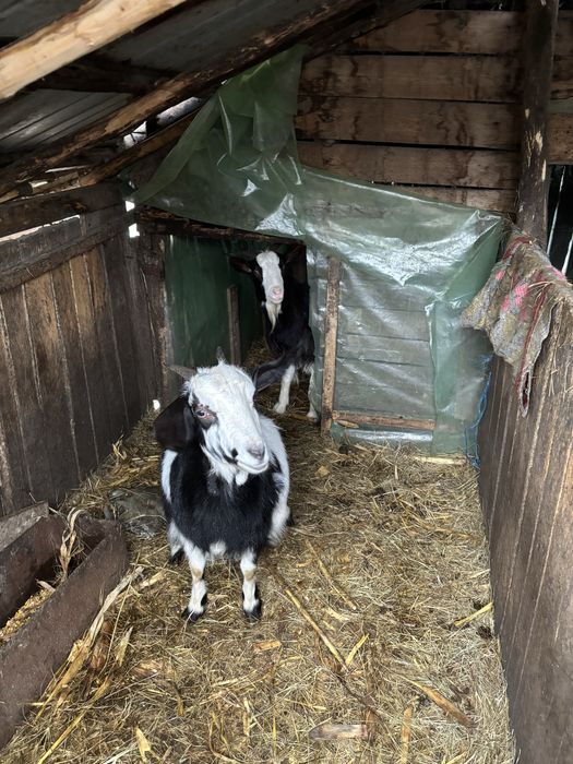 Tap de vanzare (caprele s au dat)