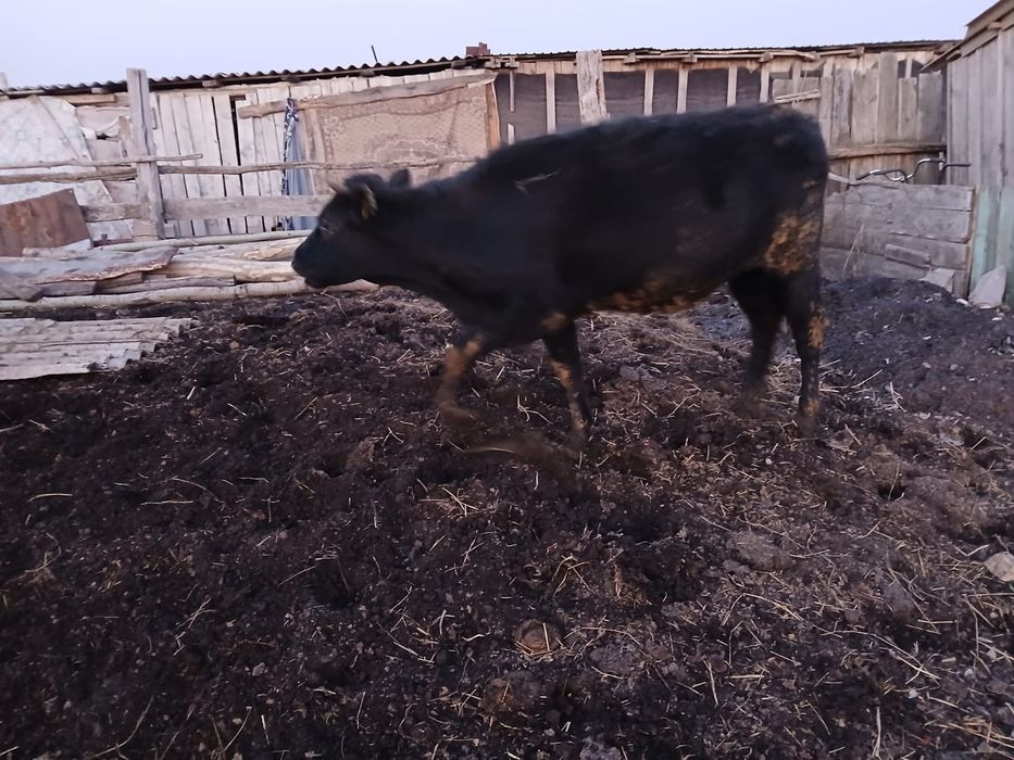 1 бычок 2 телка продам