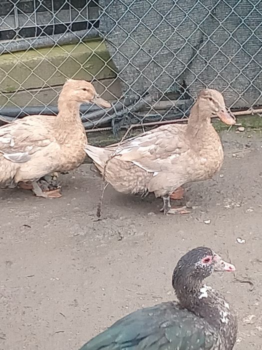 Rate roien de vinzare