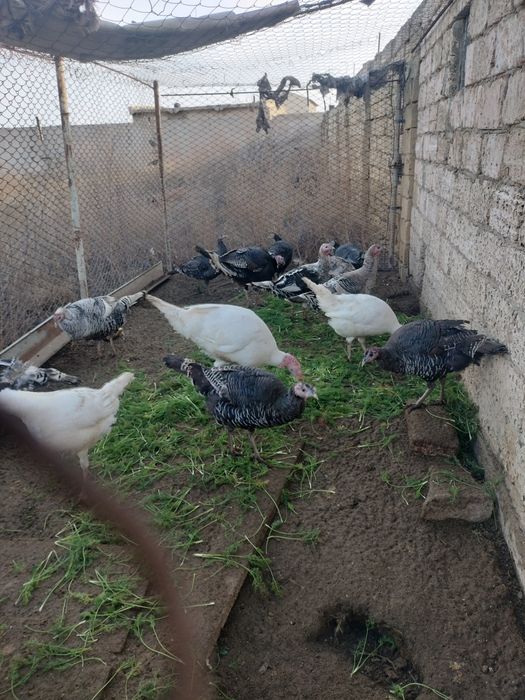 Продам взрослых индюков