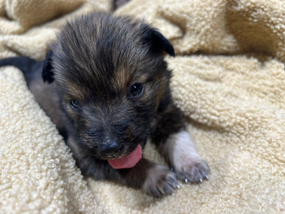 Щеночек мальчик в добрые руки!