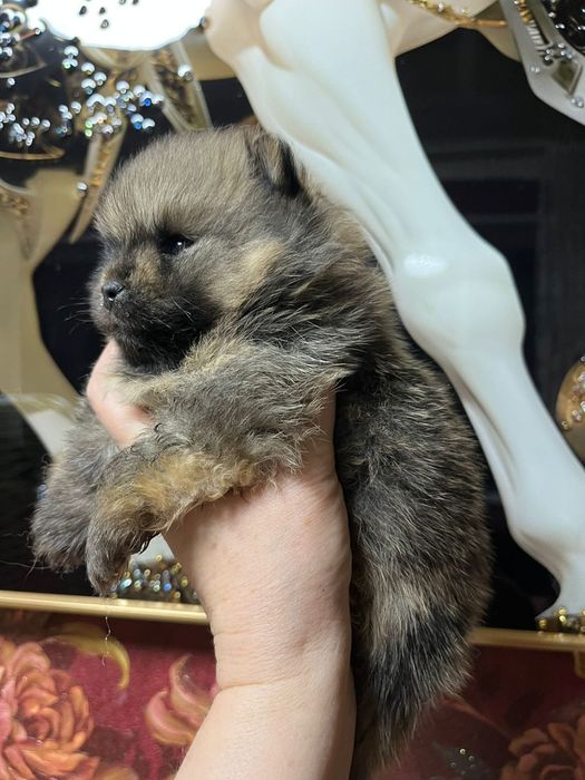 Шпиц мальчик рыжий