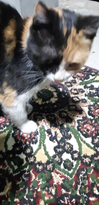 Бесплатно умные умеющие говорит и лечить кошки