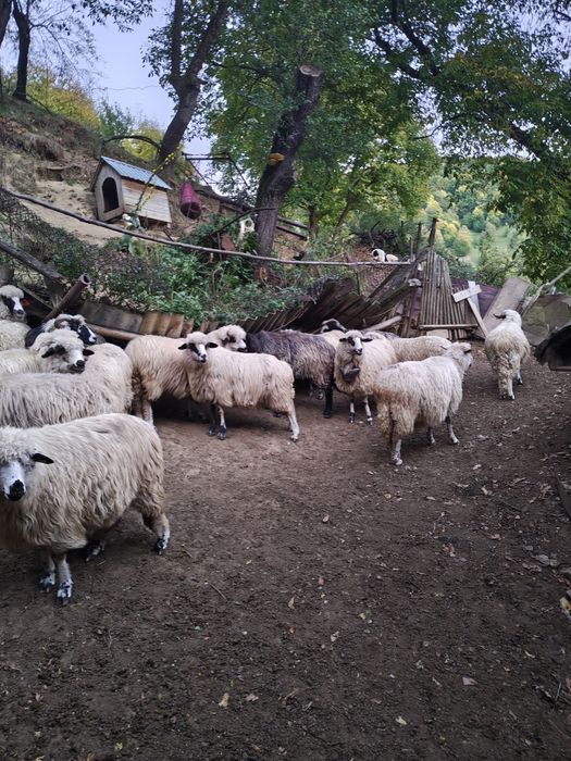 Vând oi bune de tinut
