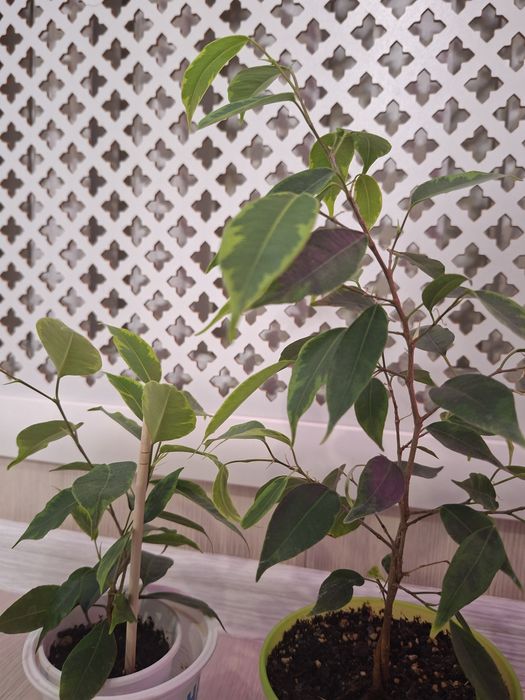 Фикус Бенджамина,  сортовые