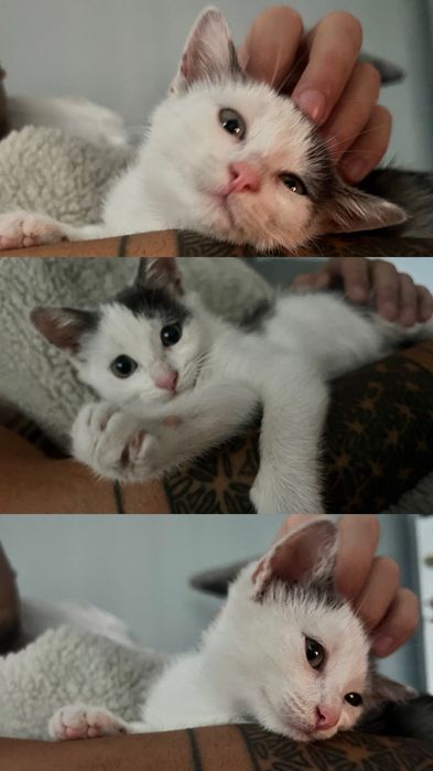 Котенце за осиновяване
