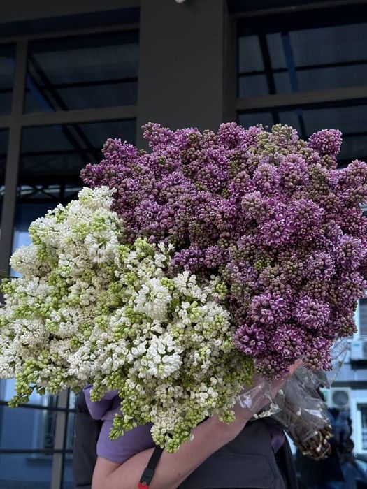 Сирень - сезон открыт