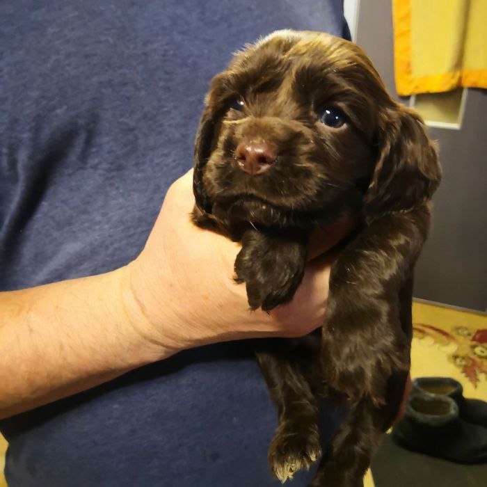 Продаются очаровательные щенки кокер-спаниеля