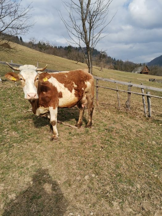 Vând vacă bună de lapte