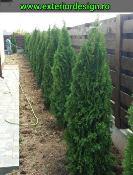 Pon pon, spirale tuia smarald, plante decorative pentru decor