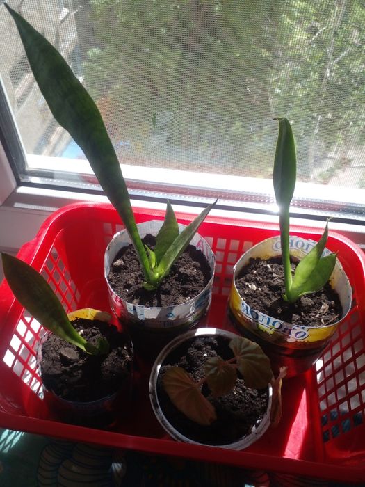 Продам комнатные цветы