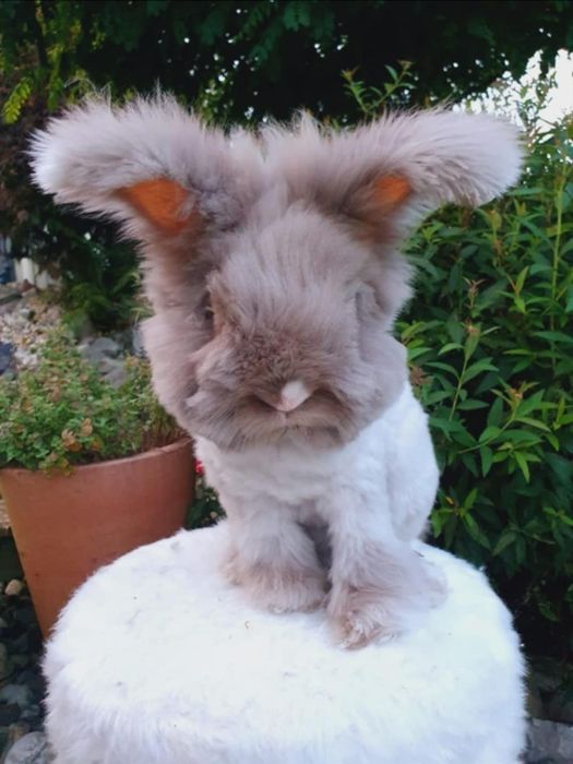 Iepurasi Angora Englezeasca