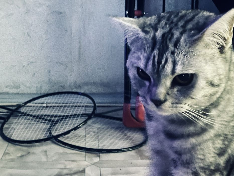 Продам кота , британец .