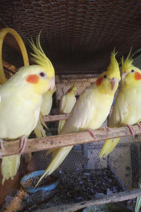 вълнисти папагали и корели