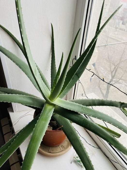 Домашние растения