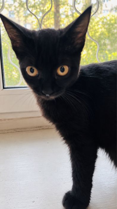 Котенок мальчик ищет самых любящих хозяев