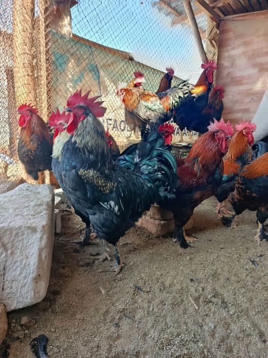 Андижон кора шахзода товуклари