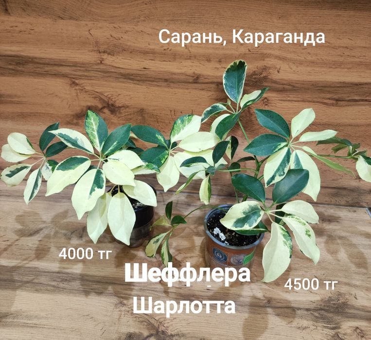 Шефлера разная, Каштан