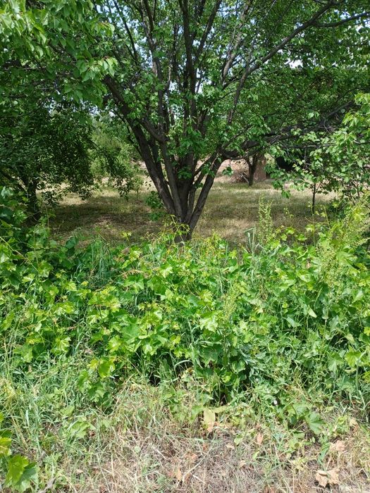 Uy sotiladi Sharof Rashidov tumani maydoni 9.5