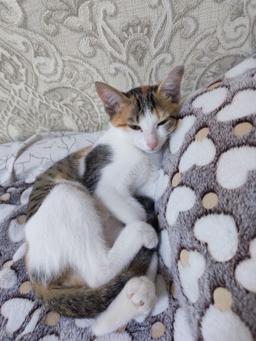 Отдам котёнка...