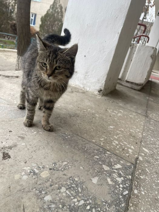 Отдам котят добрым людям