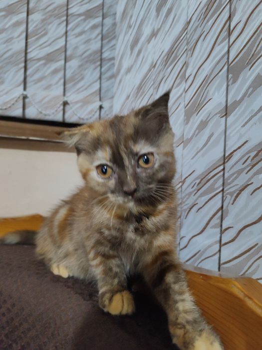 Продаю котят Скотиш Фолд и Скотиш страйт от правильной вязки.