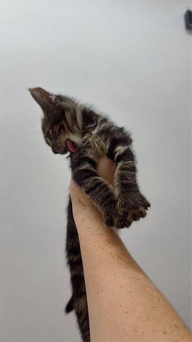 Котенок в добрый руки.