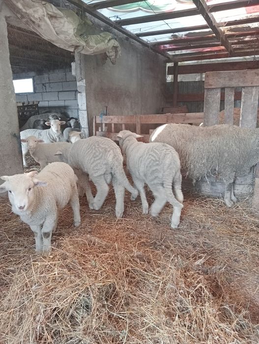 Berbecuți de Palas 23 pe kg relații la