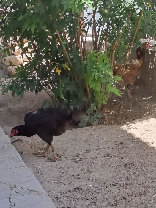 Продам кур, бойцовые