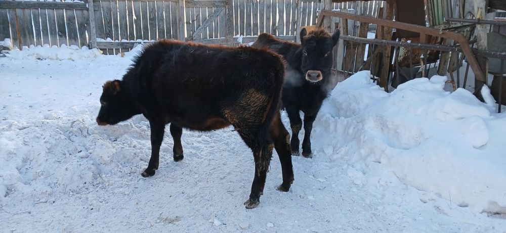 Продам бычка и телку