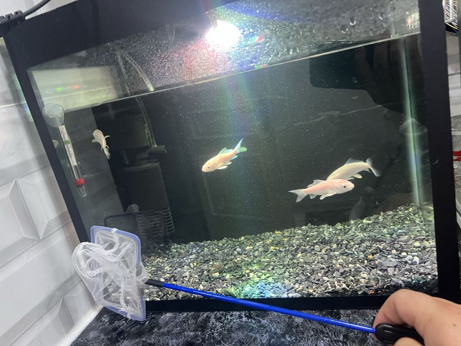 Akvarium sotiladi 30 litr. 4 ta koi baligi bn