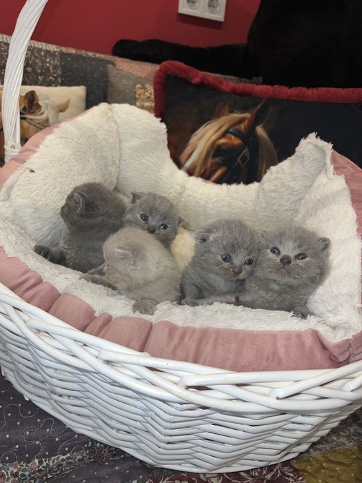 Котета Шотландски фолд и котета Британски късокосмести