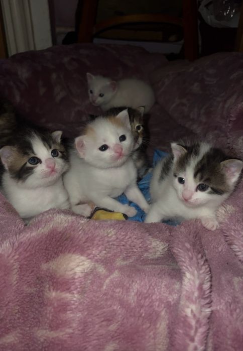 Отдам даром котят