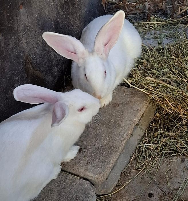 Қояндар сатылады