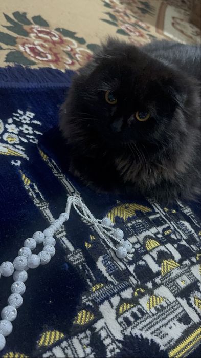 Продаю кота породи хайлендсфолд