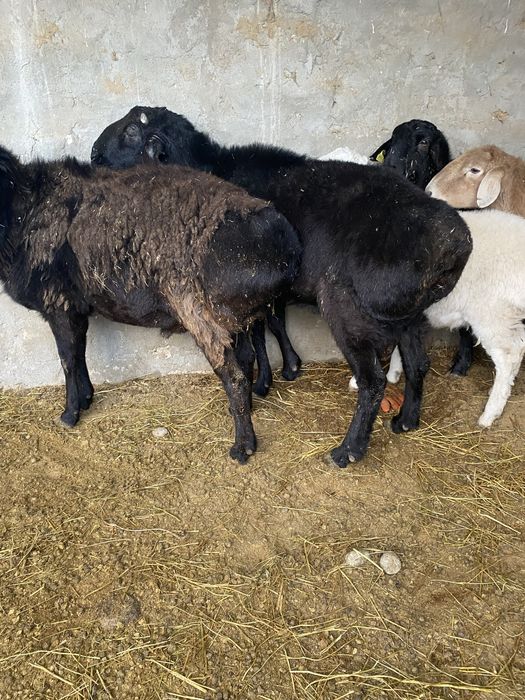 Кошкар сатылады