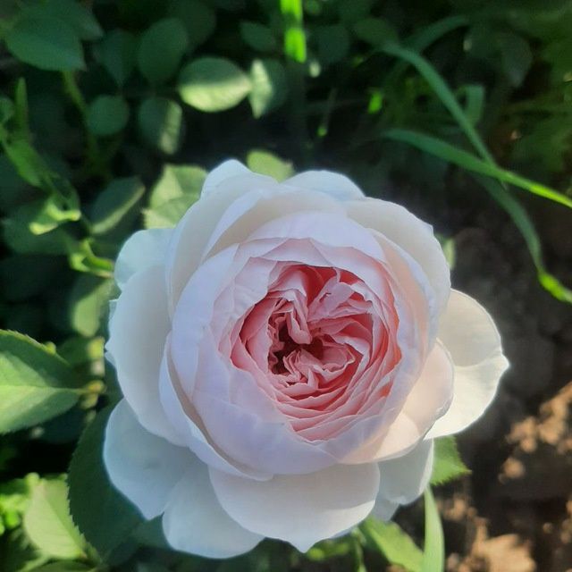 Atirgullar ishonchlik