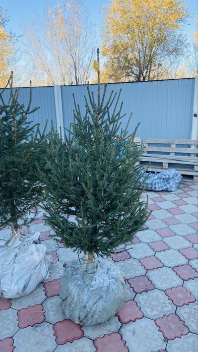 Сосна, елки в Актобе