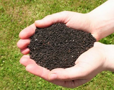 Biogumus elangan 0.5m da