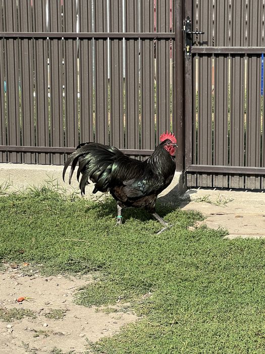 Cocosi australorp negru si albastru