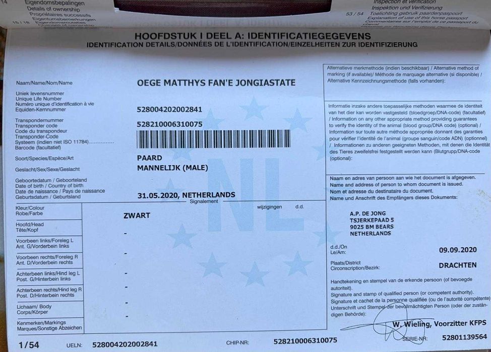 Vand Frizian tanar 6 ani ,cal deosebit, prezenta impresionanta !!