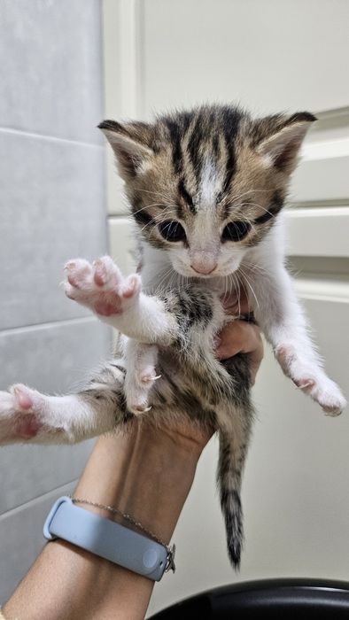 Милые котята, месяц