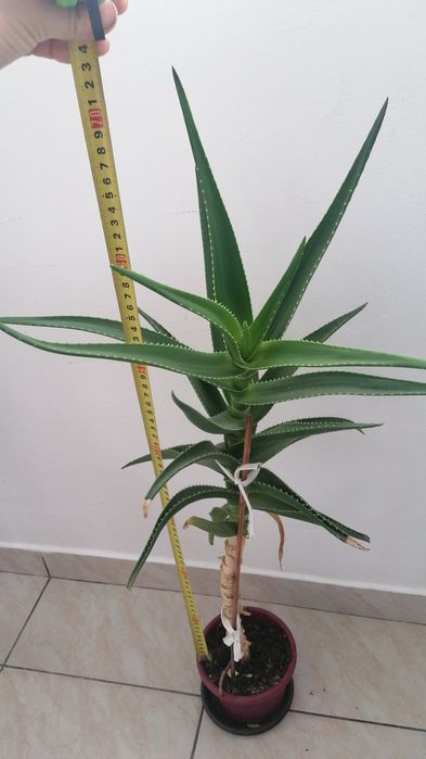 Aloe planta decorativa de apartament  mai am 2 de 50 cm si 2 de 40cm
