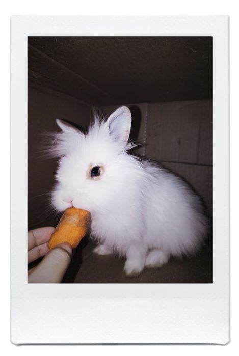 Кролик пушистый породистый