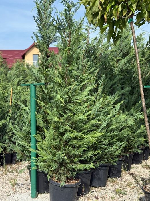 Măslini  plante Ornamentale